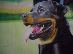 Rottweiler