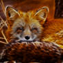 Red Fox