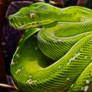 Green Tree Python