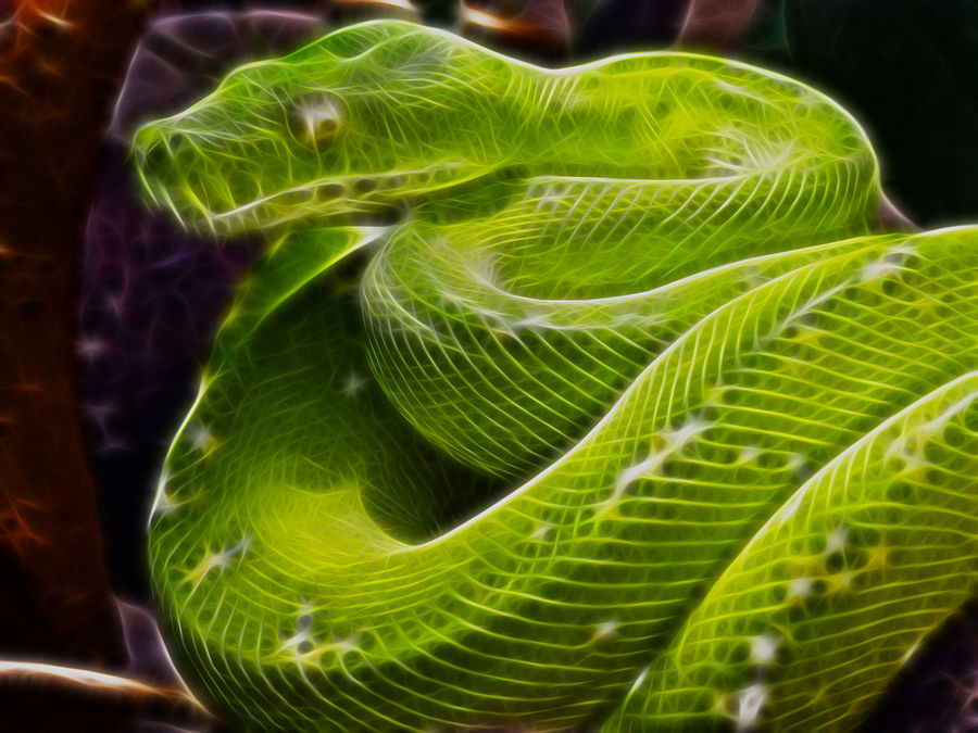 Green Tree Python by justinlavelle on DeviantArt