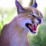 Caracal