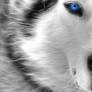 Grey Wolf