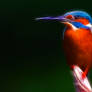 Common Kingfisher