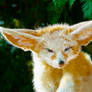 Fennec Fox