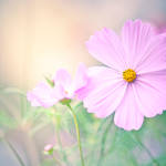 Waking dream by dnbly