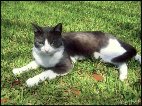 Kitty in the Grass