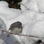 Dark-eyed Junco