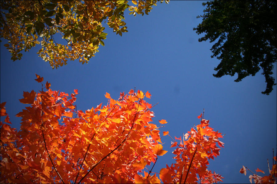 Three Trees by slightlyoff-beat on DeviantArt