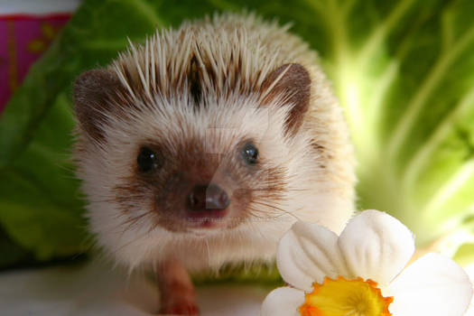 Hedgehog Croquet