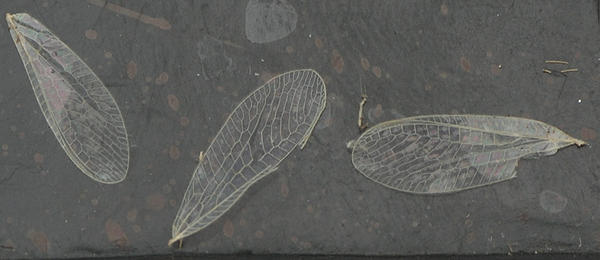 broken fly wings stock 4