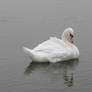 swimming swan stock 18