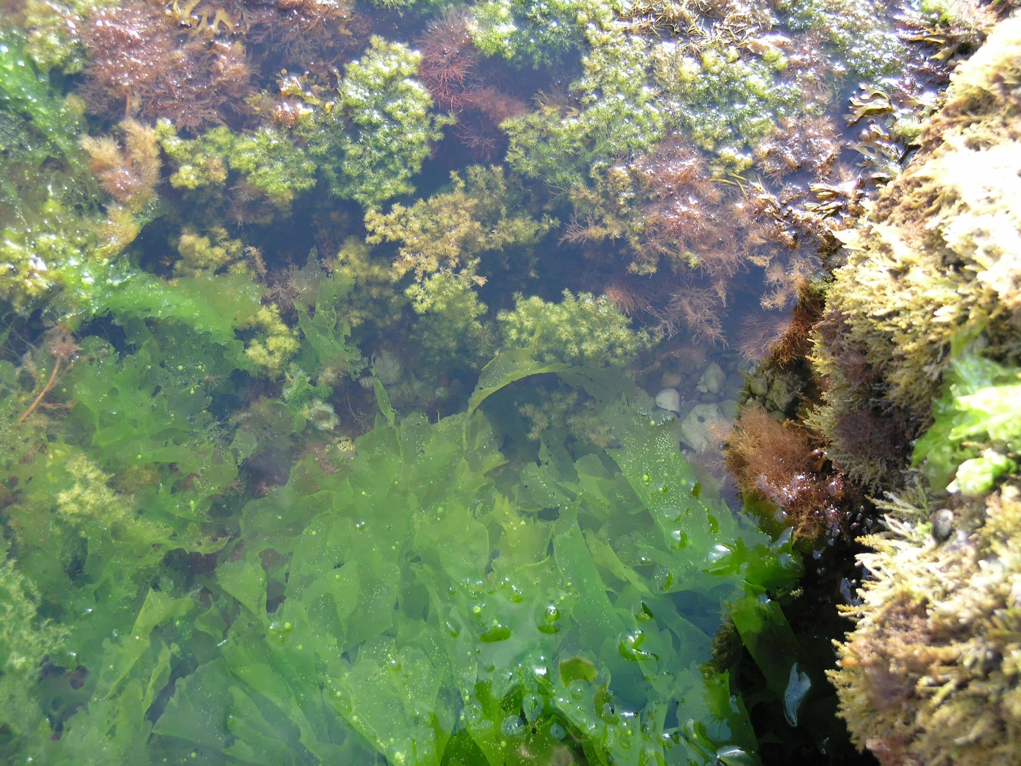 rockpool stock 4