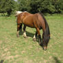 horse stock 3