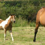 horse stock 5