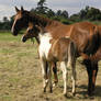 horse stock 8