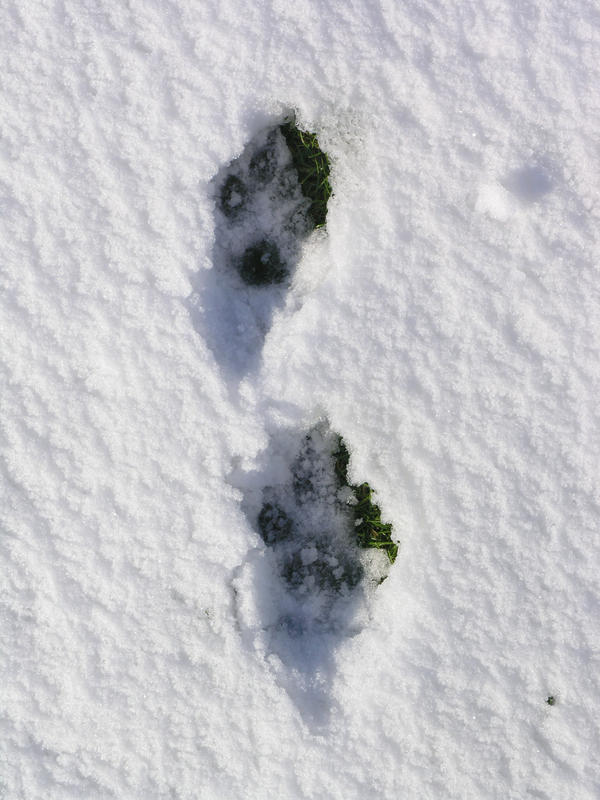 snow, footprints oct 29th 54