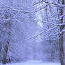 snowy fields -forests- 57
