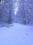 snowy fields -forests- 62