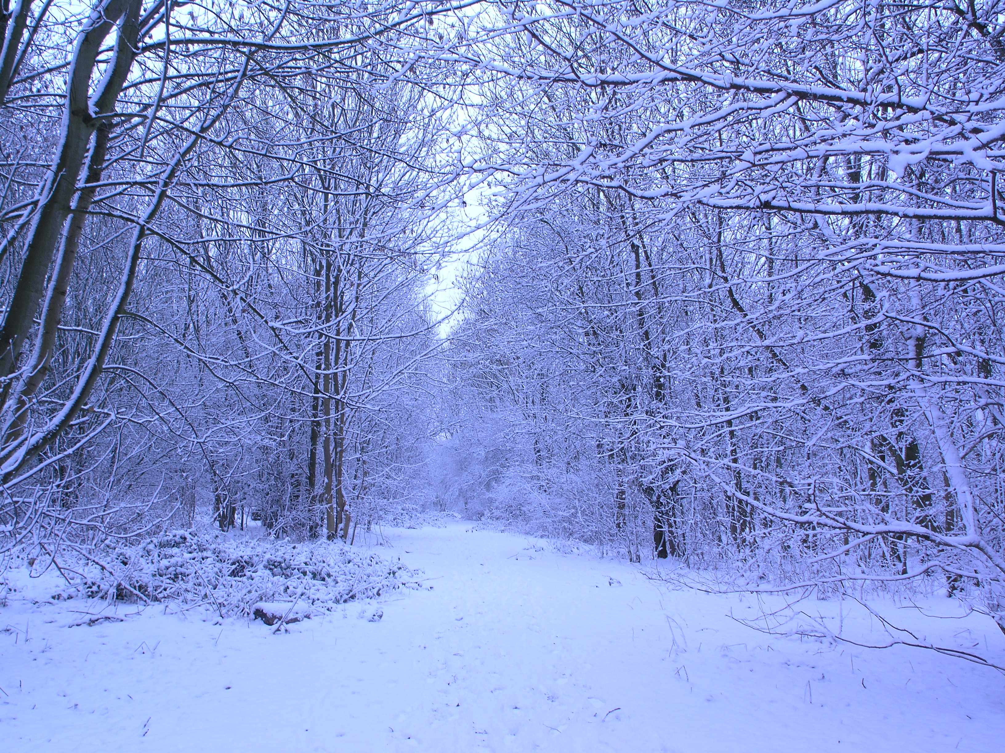 snowy fields -forests- 63