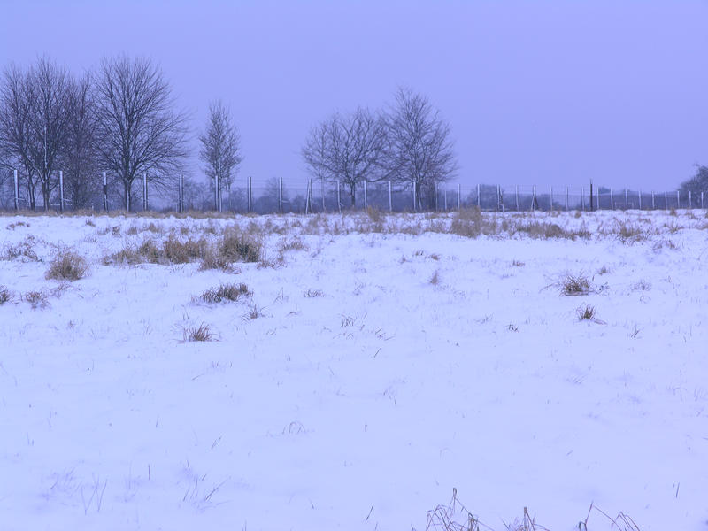 snowy fields -forests- 65