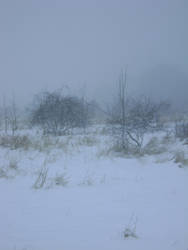snowy fields -fog- 81