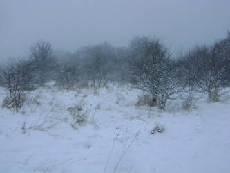 snowy fields -fog- 84