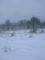 snowy fields -fog- 86