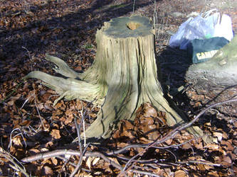 tree stump stock 1