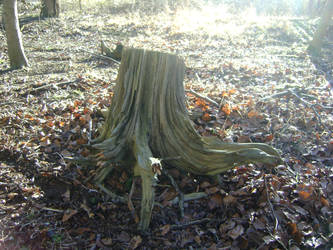 tree stump stock 2