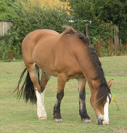 horse stock 1