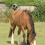 horse stock 2