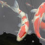 koi stock 27