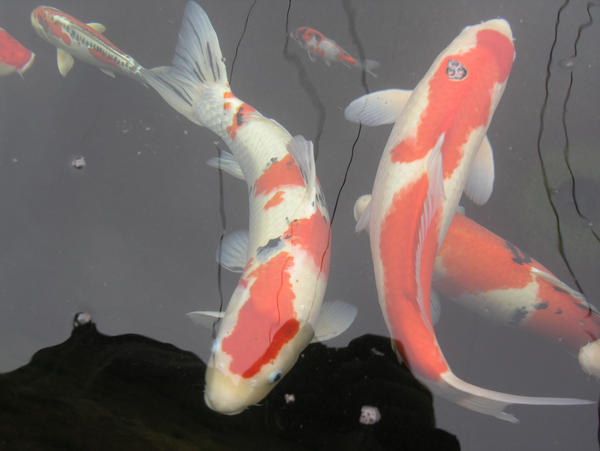 koi stock 27