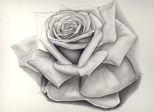The Rose - WIP 6 by Molock67 on DeviantArt