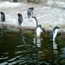 Penguins in the Water