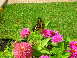 Swallowtail Flutterby 01