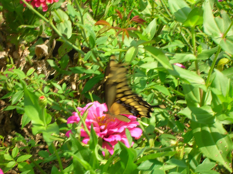 Swallowtail Flutterby 02