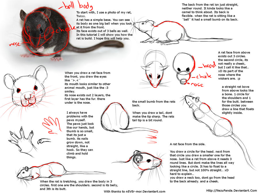 Rat Tutorial by NezuPanda on DeviantArt