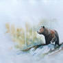 Watercolor and ink Wild Bear