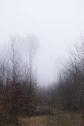 Fog in the Buchholz 3