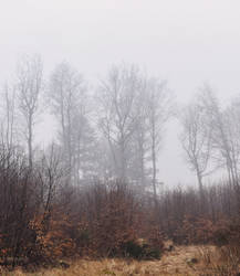 A forest clearing in the Buchholz