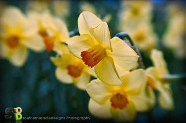 Tulip Festival 2010