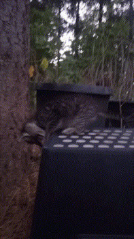 Downside Up With Kittens Tumbling Over and Around