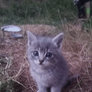 Kittens and Birdsong in the Evening