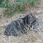 Sleepy Little Kitty Snoozing in the Grass by Betty-Adams