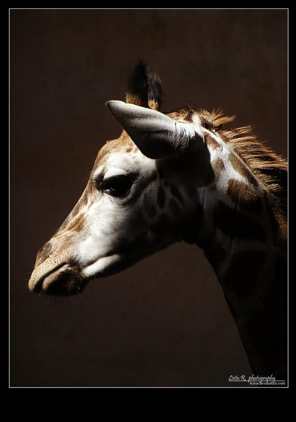 Giraffe 3