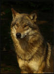 Lobo's portrait by Leitor