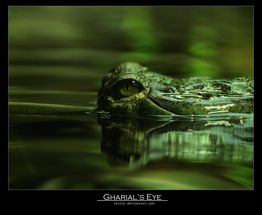 Gharial's eye 2