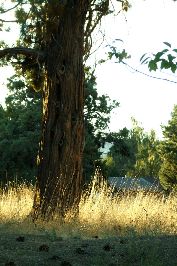 Tree Sabio arbol sabio by norganmorr on DeviantArt