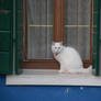 Venetian Snowcat